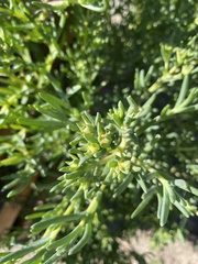 Caryophyllales