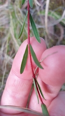 Pimelea linifolia linifolia