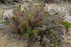 Limonium equisetinum