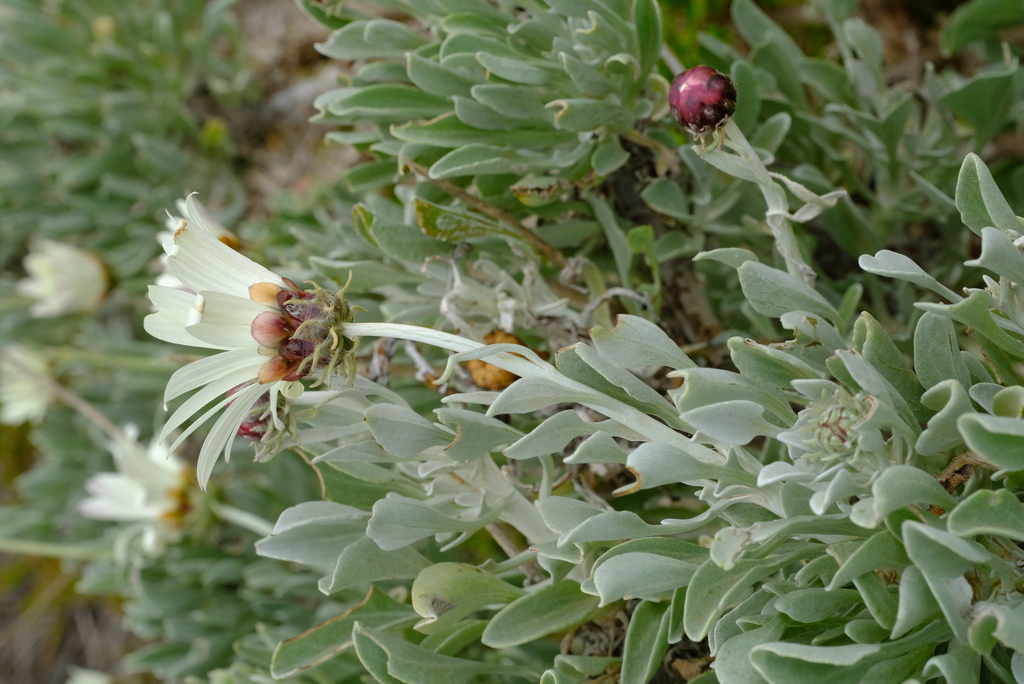 Arctotis anneliseae