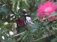 Phylidonyris niger