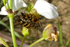 Typocerus