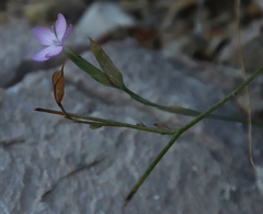 Dianthus ciliatus