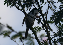 Phylidonyris niger