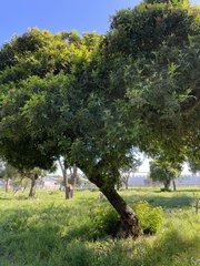 Schinus terebinthifolia