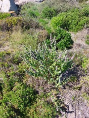 Pseudodictamnus africanus