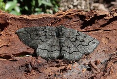 Melanodes anthracitaria