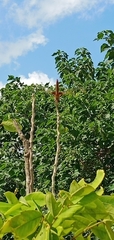 Urothemis signata yiei
