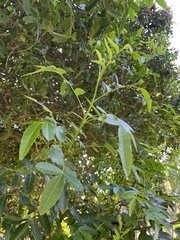 Schinus terebinthifolia