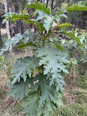 Solanum chrysotrichum