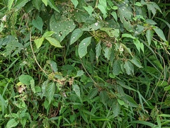 Callicarpa formosana formosana