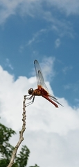 Urothemis signata yiei