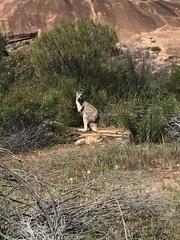 Osphranter robustus erubescens