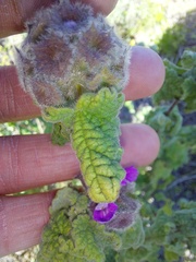 Pseudodictamnus africanus