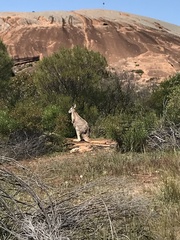 Osphranter robustus erubescens