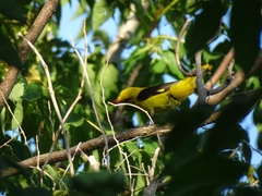Oriolus oriolus