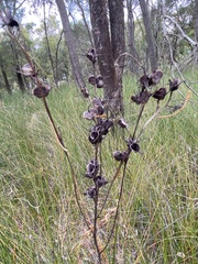 Haemodorum austroqueenslandicum