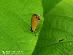 Heliophorus