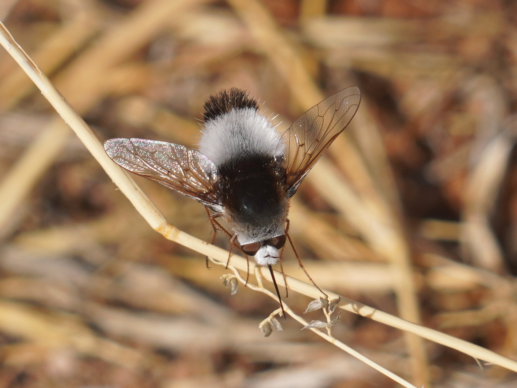 Australoechus peringueyi