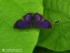 Heliophorus