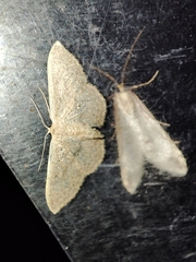 Idaea eugeniata