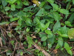 Persicarieae