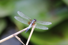 Brachydiplax chalybea