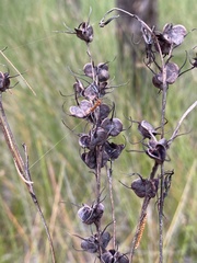 Haemodorum austroqueenslandicum