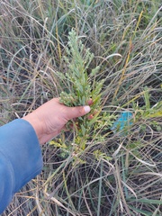 Axyris amaranthoides