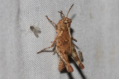 Pycnostictus seriatus