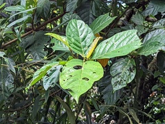 Ficus benguetensis