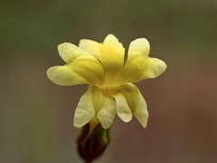 Goodenia pusilliflora