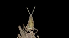 Atractomorpha similis