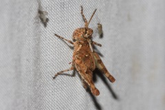 Pycnostictus seriatus
