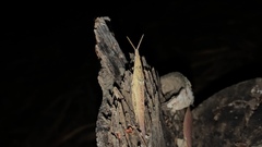 Atractomorpha similis