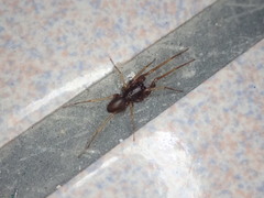 Oedignatha