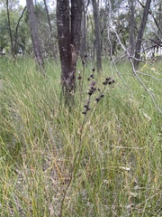 Haemodorum austroqueenslandicum