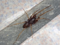 Oedignatha