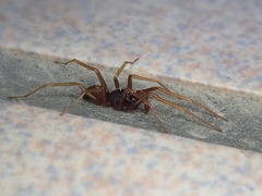 Oedignatha