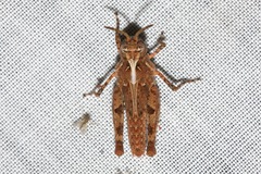 Pycnostictus seriatus