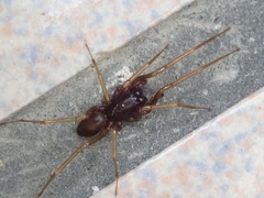 Oedignatha