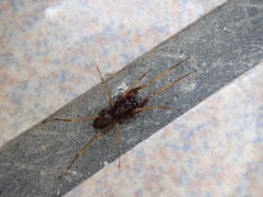 Oedignatha