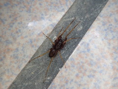 Oedignatha