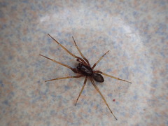 Oedignatha