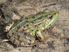 Pelophylax ridibundus