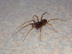 Oedignatha