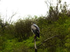 Geranoaetus melanoleucus australis
