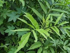 Sambucus javanica