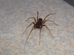 Oedignatha