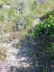 Heliophila macowaniana